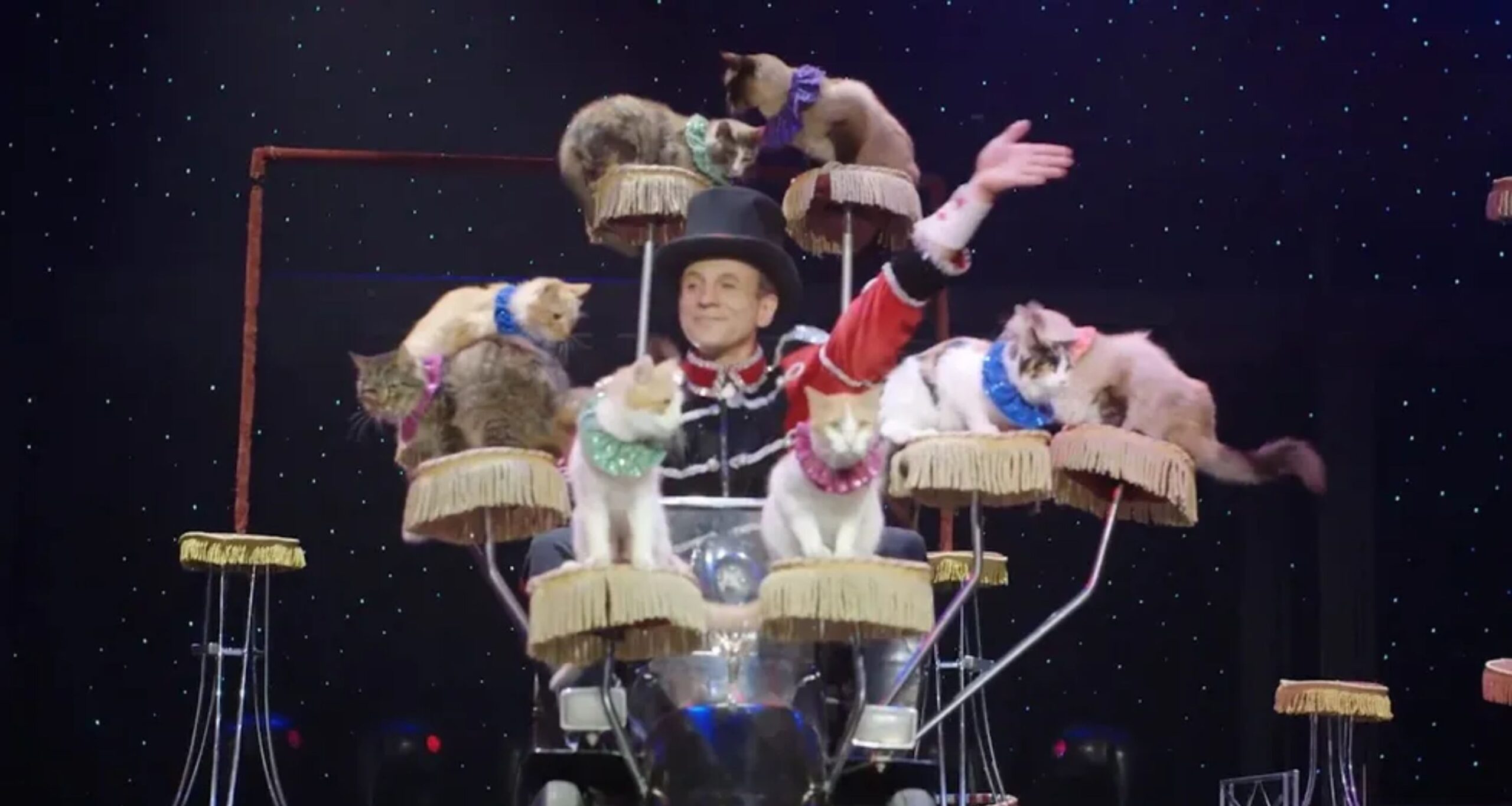 Popovich Comedy Pet Theater - Broadway Theatre League (4)